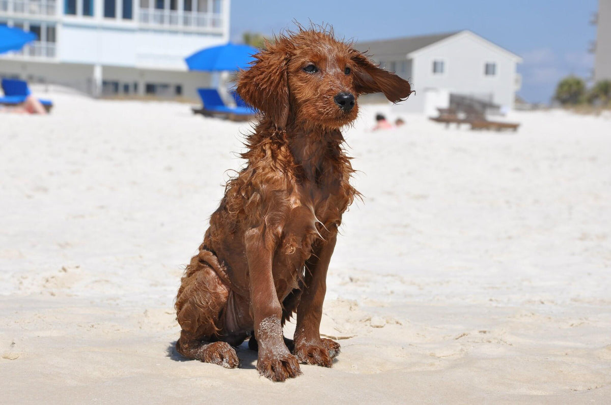 Our Dog Died: A Grief Letter To Goose