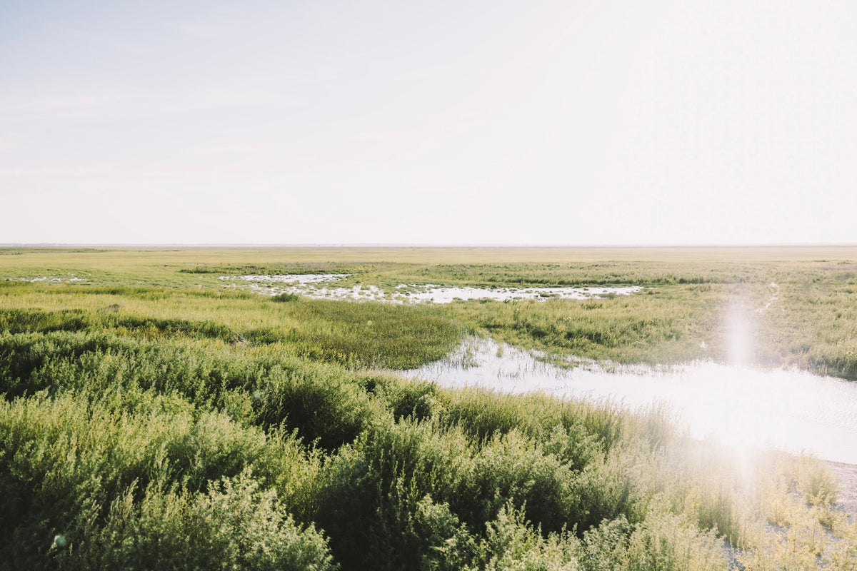 Connecting the Central Flyway | Cheyenne Bottoms