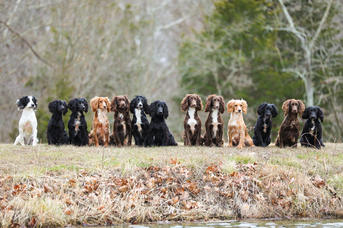 A row of English Cocker Spaniels sitting in a field.