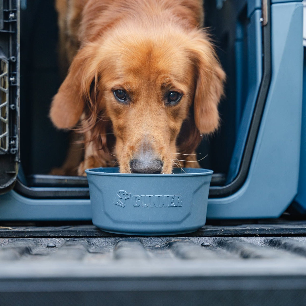 A golden retriever drinks from a blue GUNNER DOG BOWL branded by GUNNER, standing inside an open pet crate and ready for another Ducks Unlimited waterfowl adventure.