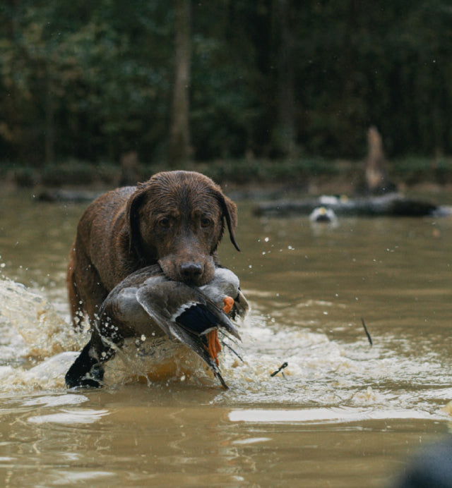 A wet brown dog stands in muddy water, holding a duck in its mouth, with a forested background—ready to return to its kennel after a day testing outdoor gear.