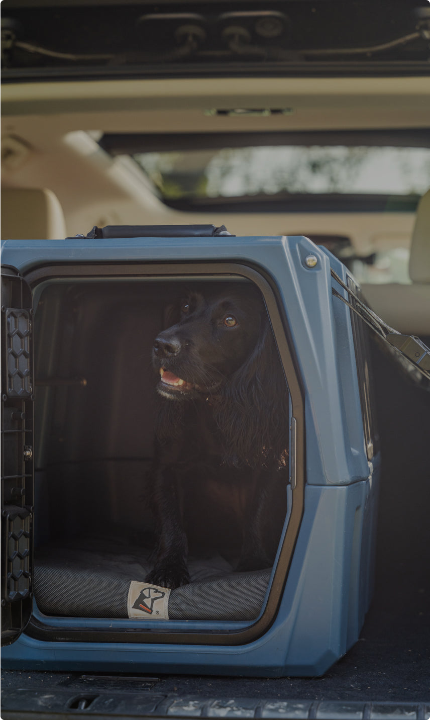 A black hunting dog sits inside a blue dog kennel placed in the back of a car, with the cars trunk open and light streaming in from outside.