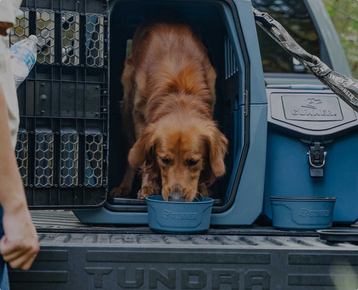 A golden retriever working dog drinks water from a bowl inside a dog crate on the back of a pickup truck, with another bowl and leash nearby. A person’s hand with a water bottle is visible on the left.