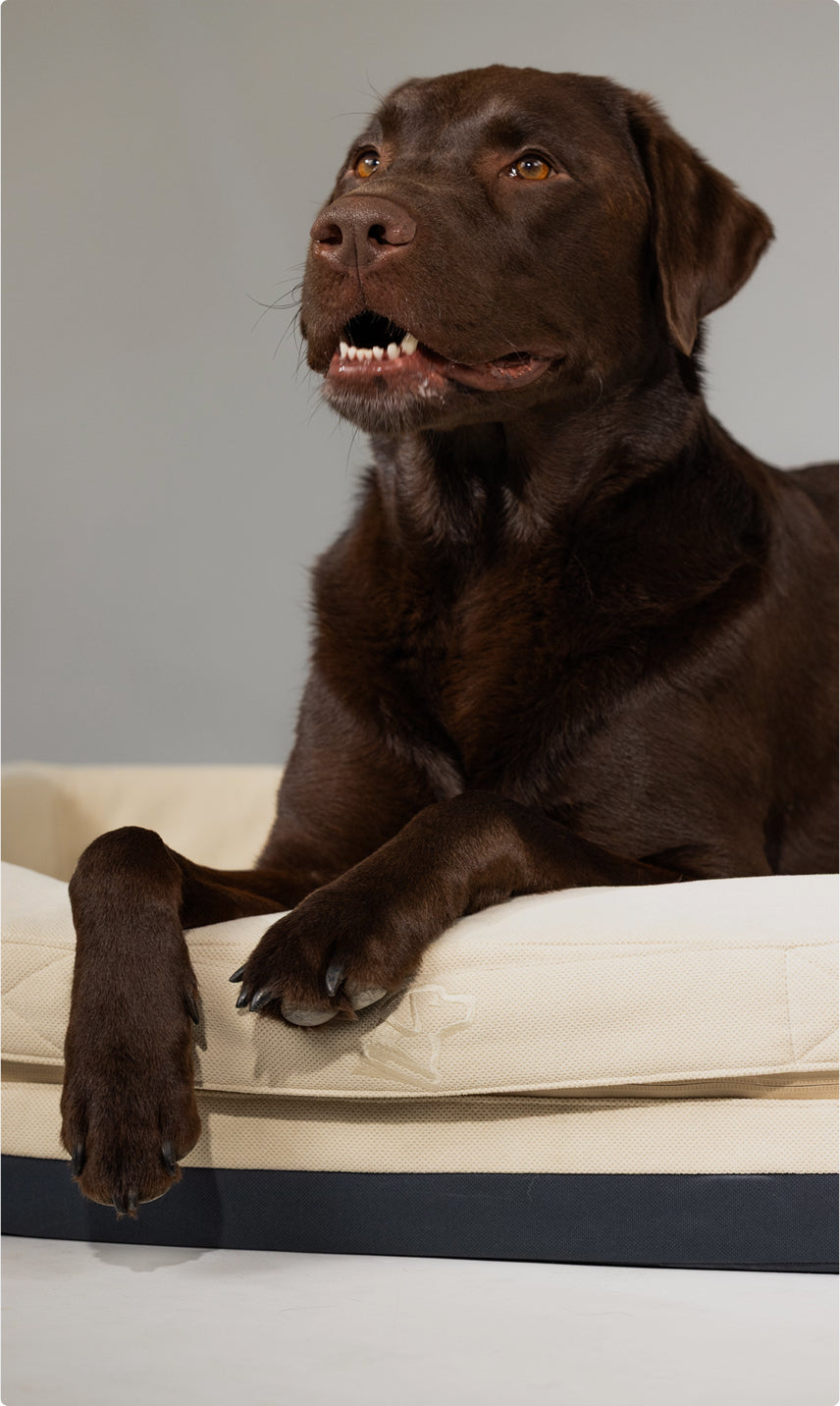 A chocolate Labrador retriever lies on a light-colored pet bed with its front paws crossed, looking up with its mouth slightly open, as if waiting to head out for an adventure with your favorite outdoor gear, set against a plain gray background.