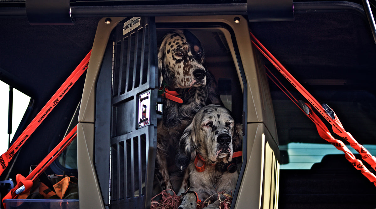 Two English Setter hunting dogs with orange collars sit inside a ventilated kennel crate in the back of a vehicle, peering out through the open door. Red straps securely hold the crate in place.