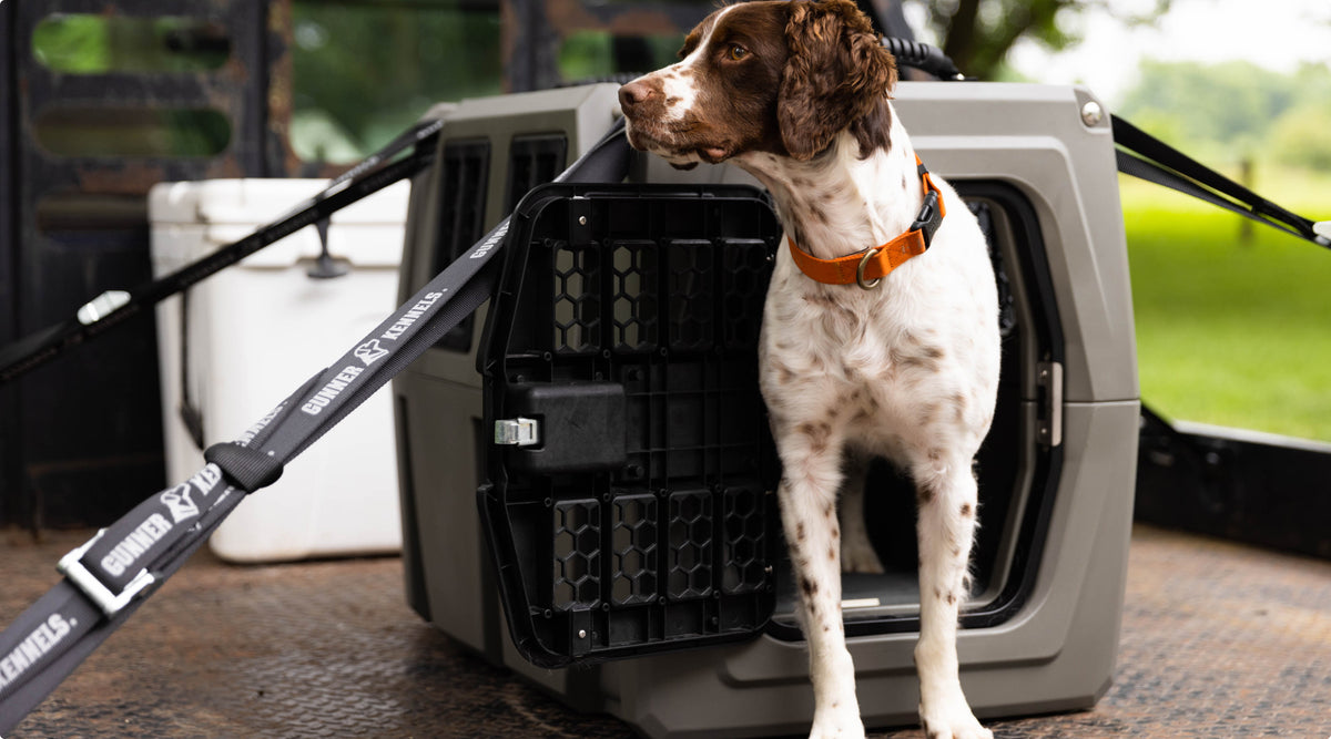A brown and white working dog with an orange collar stands in the open doorway of a gray dog crate, looking to the side. The crate is secured with straps alongside outdoor gear in the back of a vehicle.