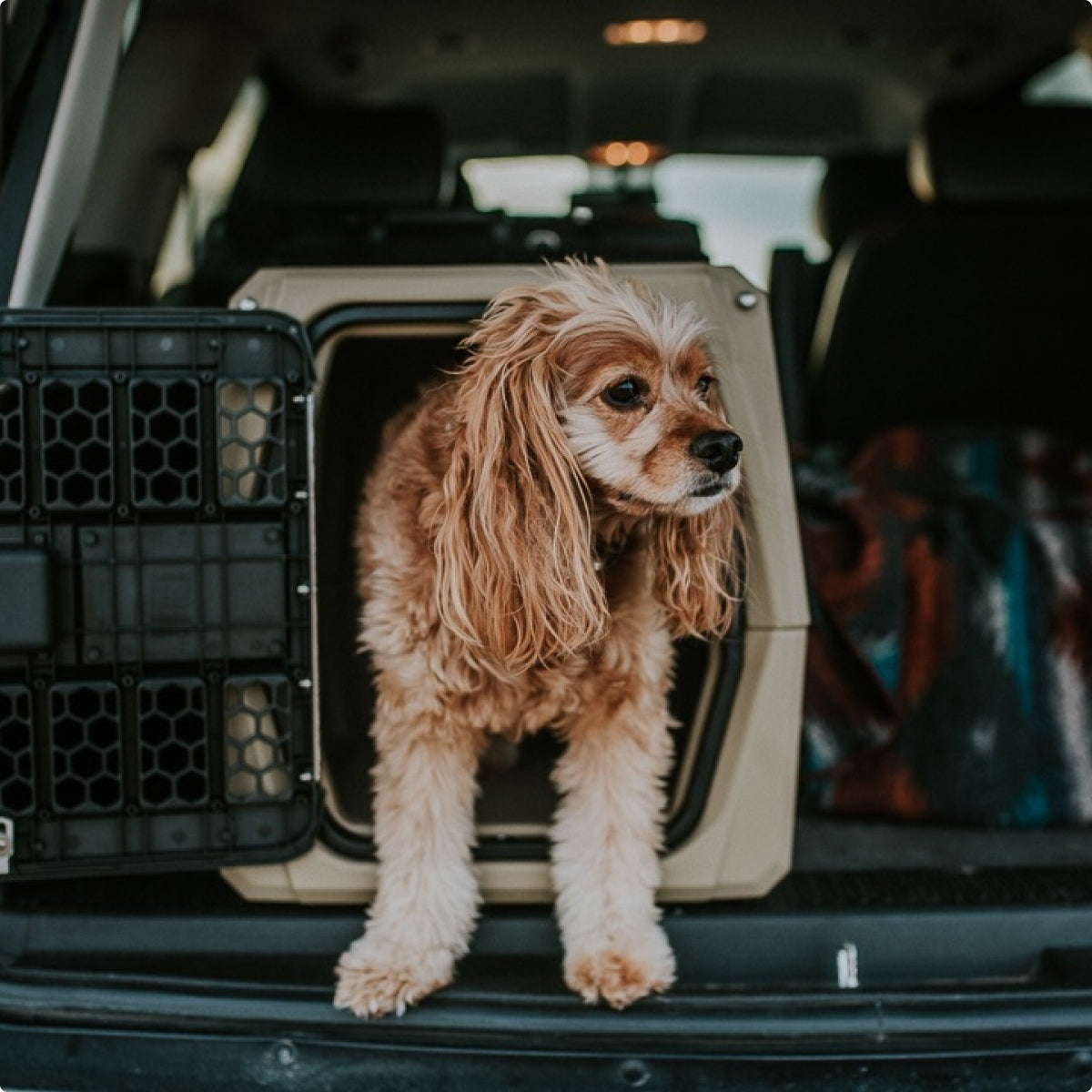 A brown and white hunting dog with long, wavy fur stands in the open doorway of a dog kennel placed in the back of a car, looking out with its front paws on the edge.