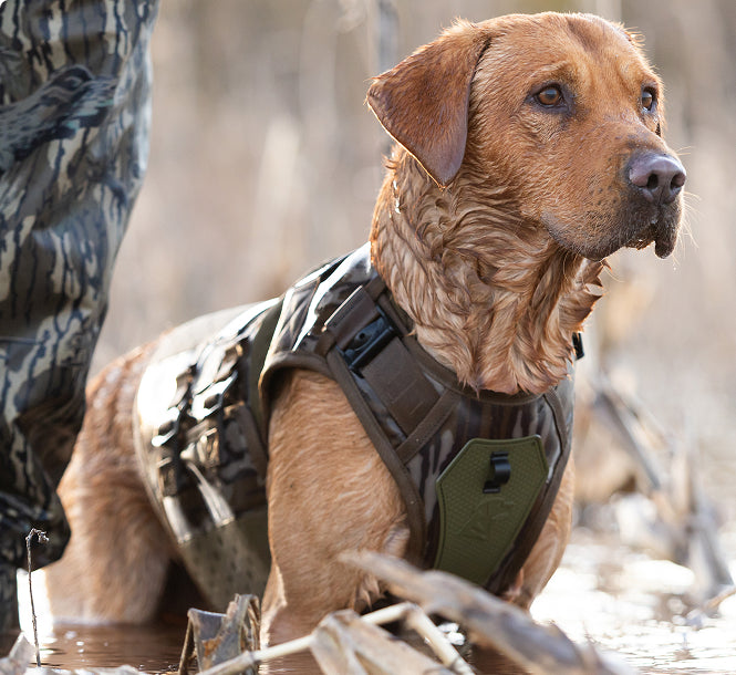 A wet brown hunting dog wearing camo and green outdoor gear stands alert in shallow water next to a person in camouflage pants, surrounded by dry reeds.