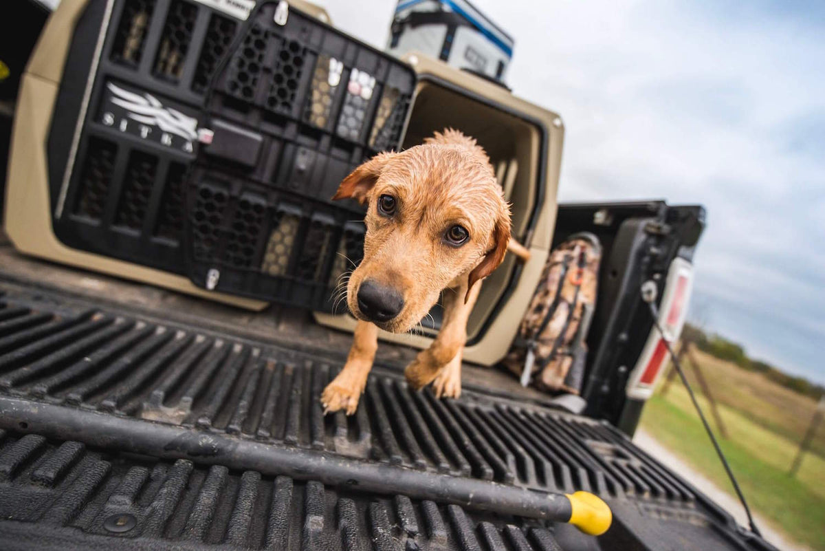 A wet, golden-brown dog steps out of a sturdy dog crate on the back of a pickup truck, looking up curiously. The scene is outdoors on a cloudy day, with fields stretching out in the background.