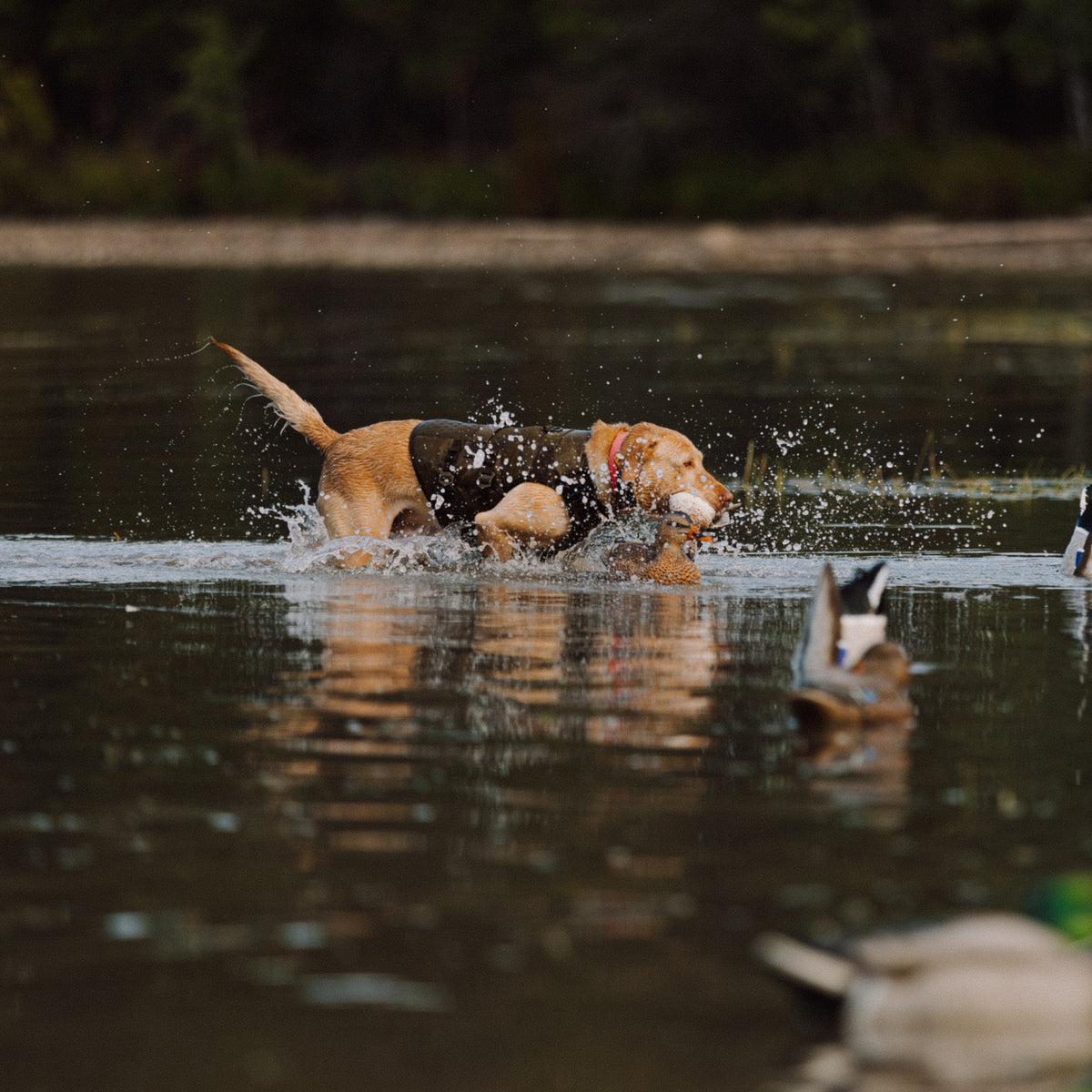A brown dog in a GUNNER Waterfowl Dog Vest Marsh runs through shallow water, surrounded by green trees and duck decoys.
