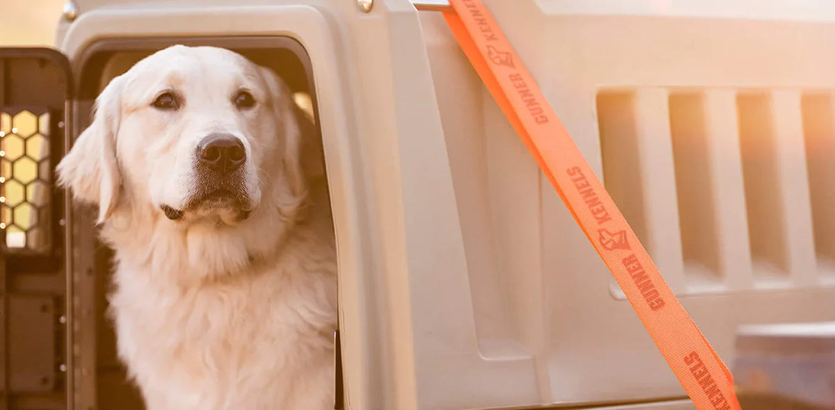 A golden retriever sits inside an open beige dog crate, looking out. An orange leash labeled GUNNER KENNELS is attached to the crate’s handle. Warm sunlight shines on the scene.