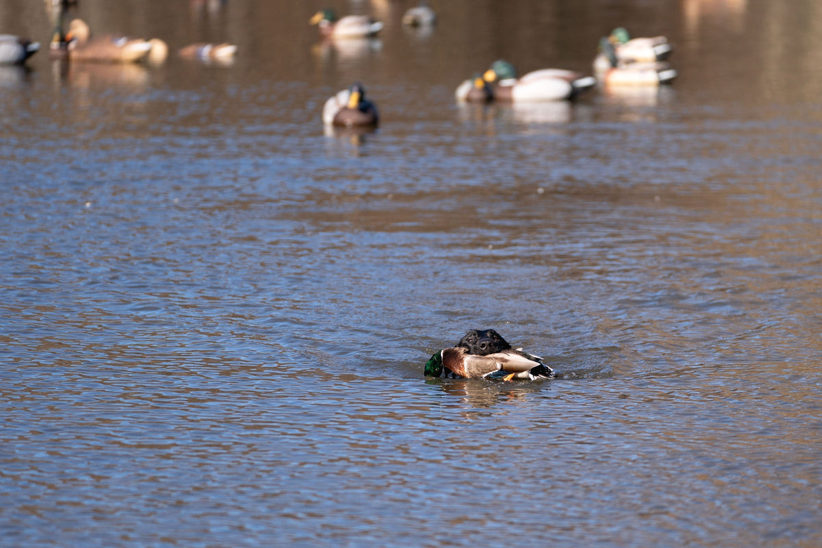 Retrieve to Table Recipes: Reelfoot Flyway Series