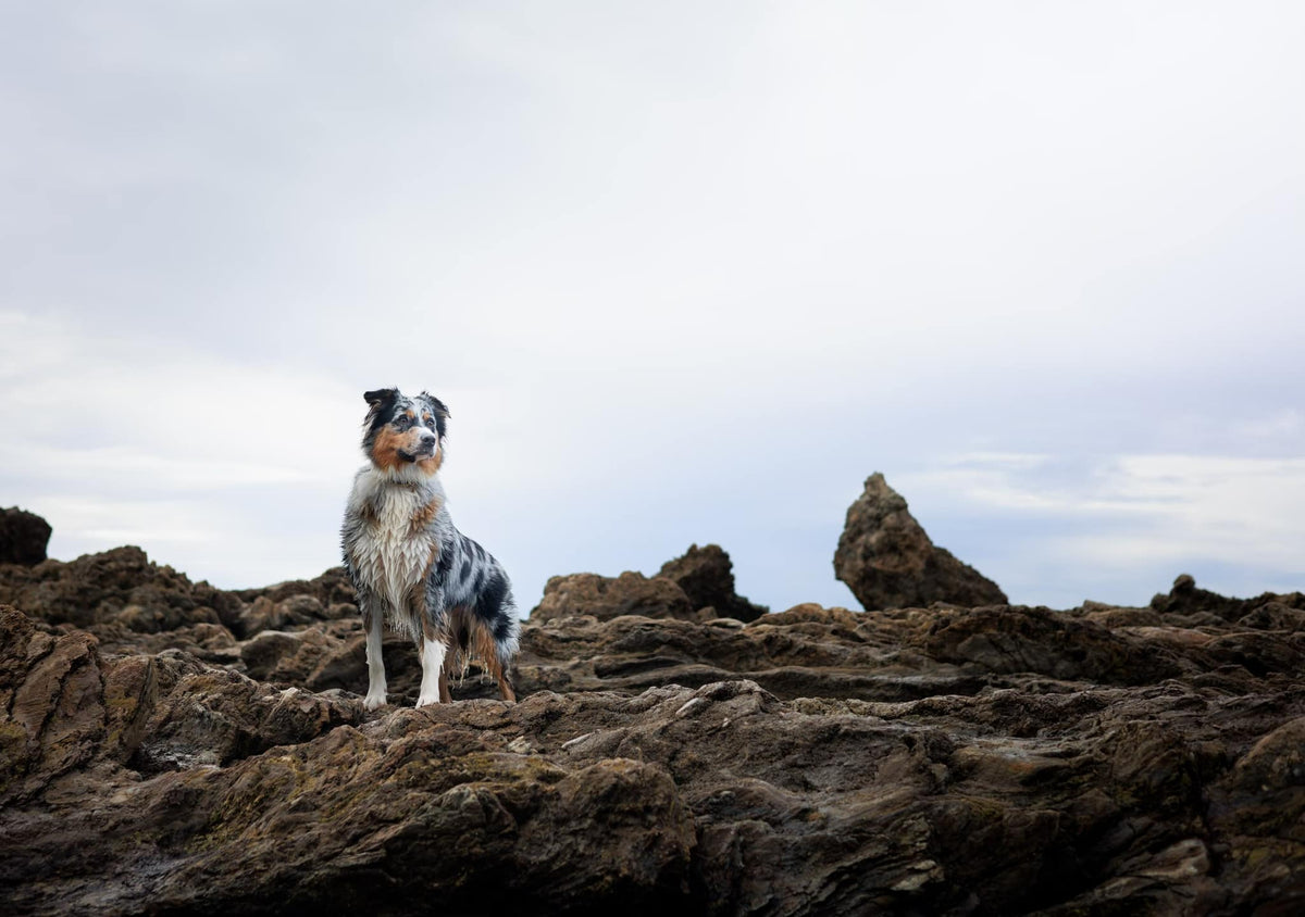 An Australian Shepherd stands on rocks.
