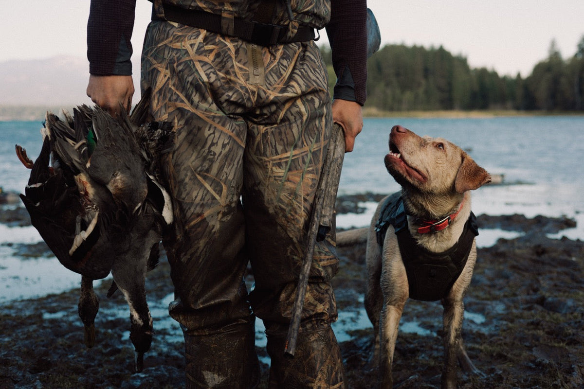 A yellow Labrador Retriever wearing a GUNNER Waterfowl Vest looks up at a man standing beside her, holding a shotgun and ducks.
