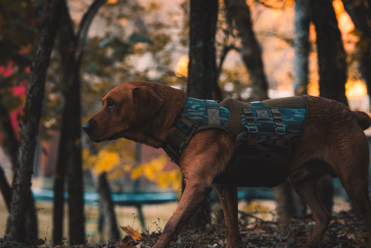 Labrador Retriever wearing a GUNNER Waterfowl Vest standing in a field with trees.