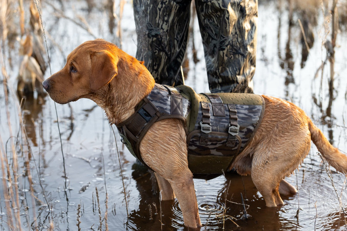 Red British Labrador Retriever standing in water next to waterfowl hunter. Dog is wearing the GUNNER Waterfowl Vest in Bottomland, looking out for ducks.