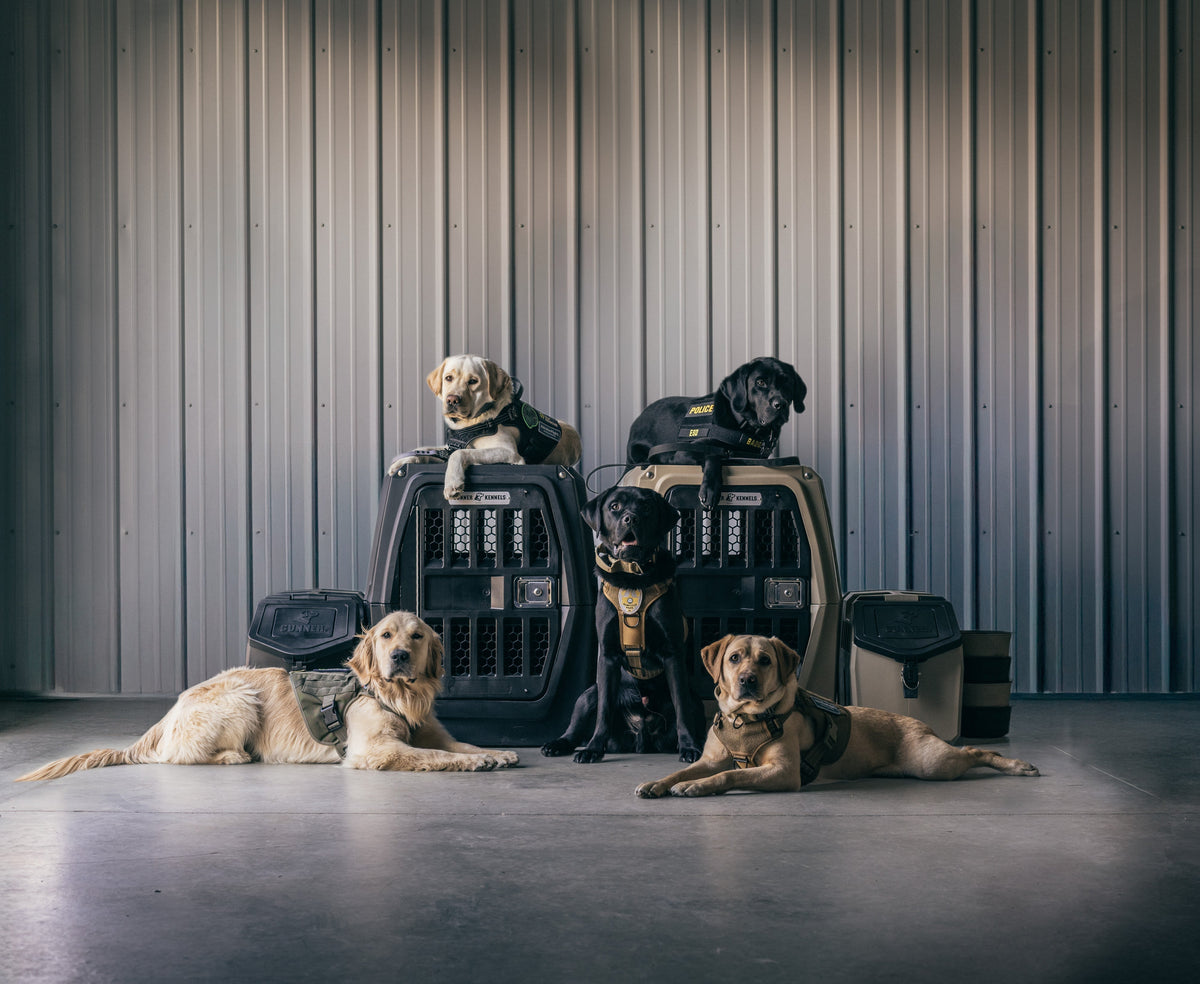 Saving Children With Electronic Detection Dogs | #GunnerDogs