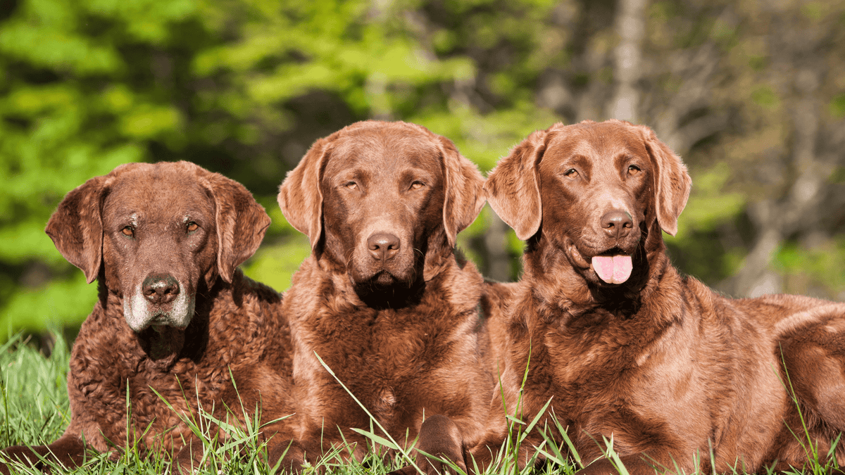Three Chesapeake Bay Retrievers laying in the grass.
