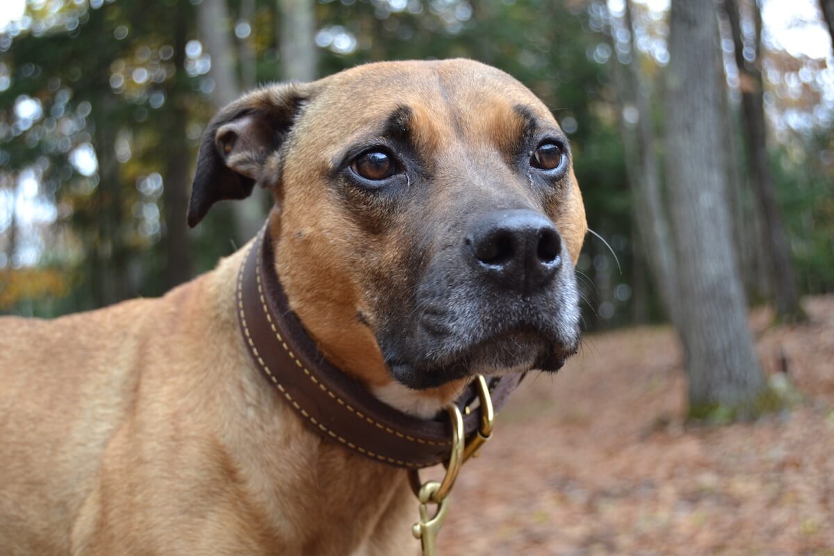 #MyGunnerStory: Separation Anxiety in Dogs