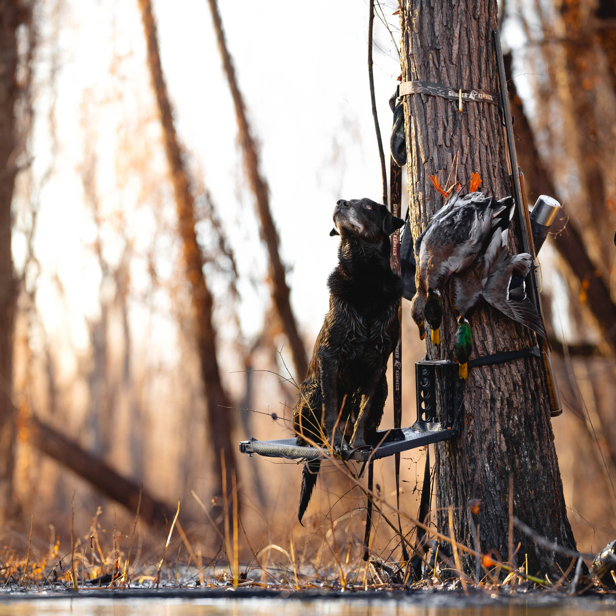 A working dog stands on a platform attached to a tree in a flooded forest, looking up. Ducks and hunting gear hang from the tree beside the dog. The background features soft, sunlit trees.