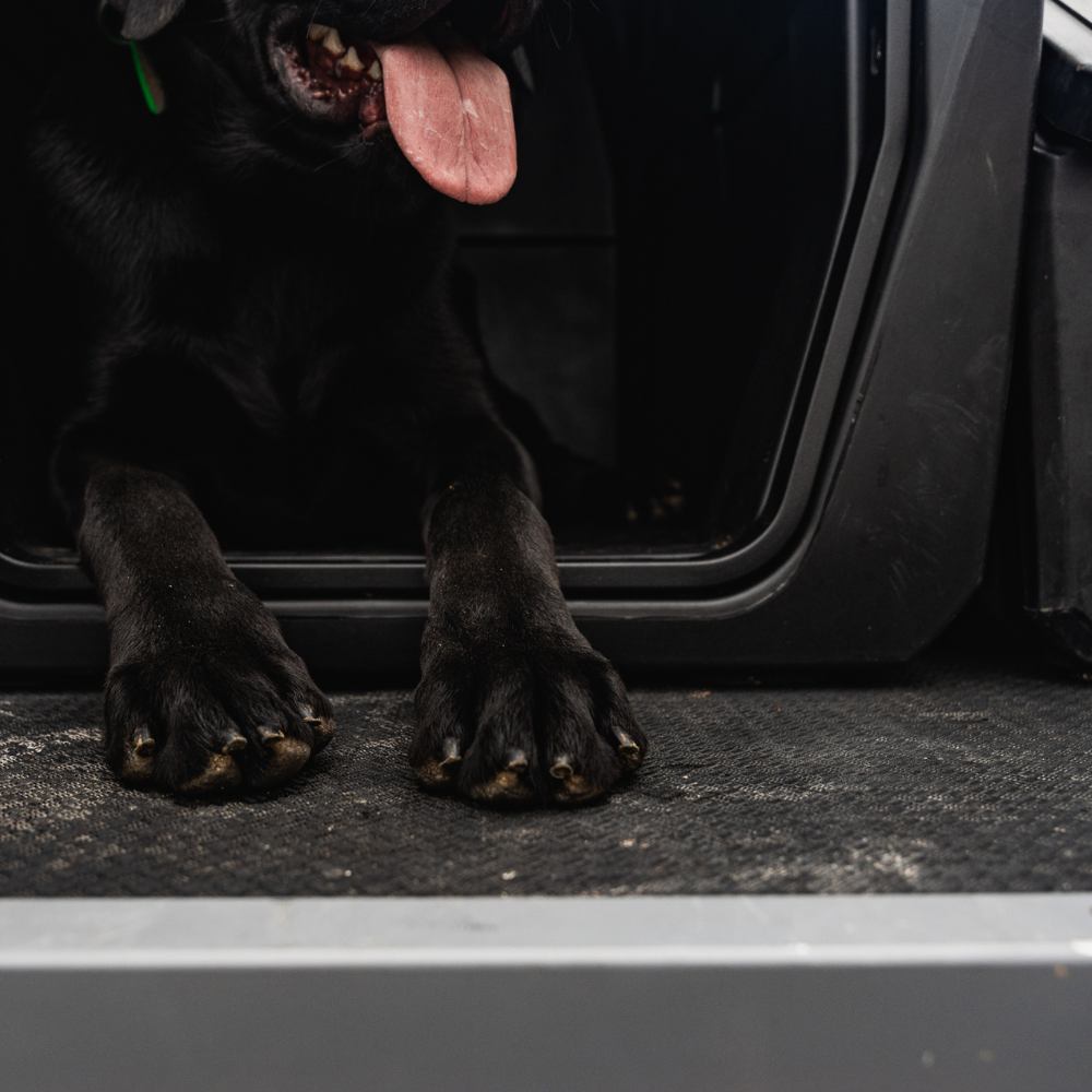 A black dogs front paws and open mouth with tongue out are seen resting inside the GUNNER G1™ KENNEL - BLACK, with the dogs face mostly out of frame.