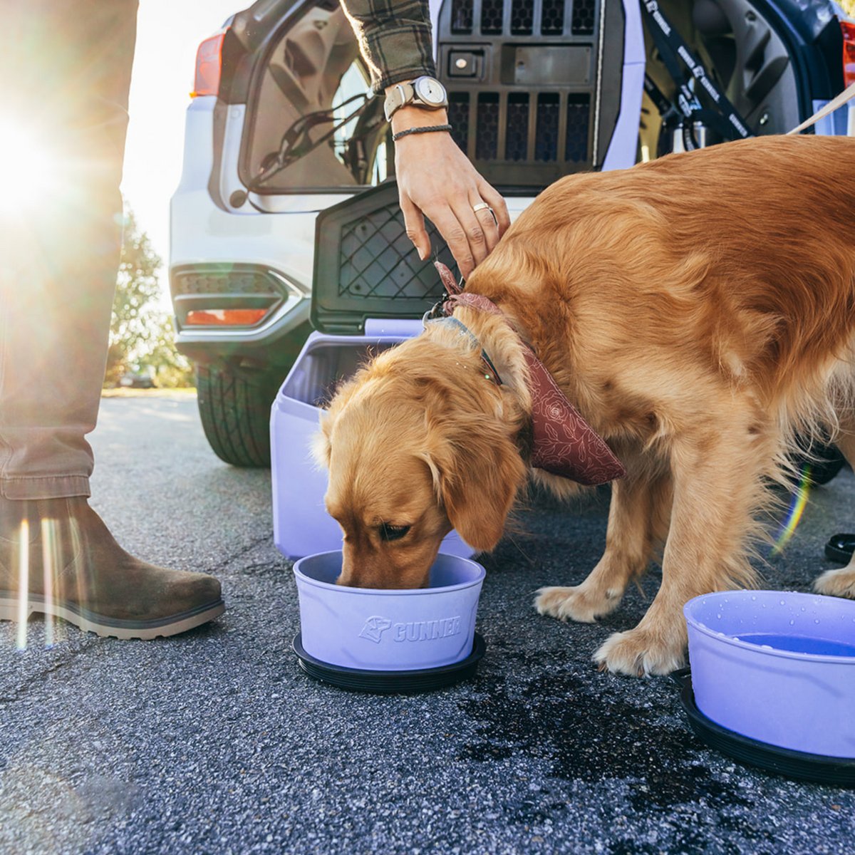 A golden retriever drinks from the GUNNER DOG BOWL - LAVENDER by GUNNER near an open car trunk, sunlight in the background and a person standing nearby.