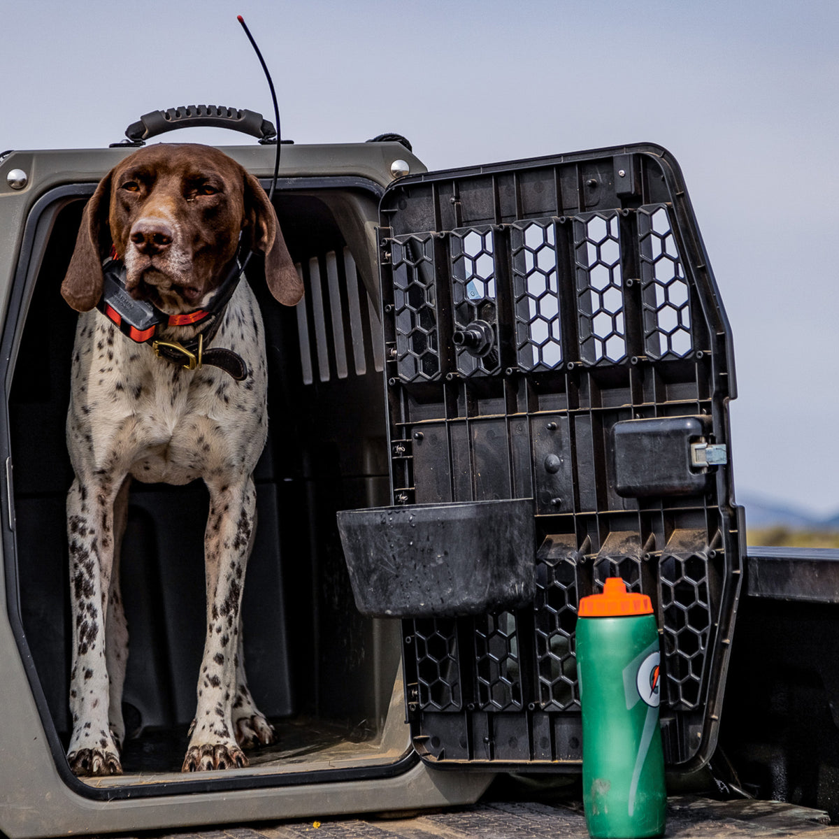 A brown and white hunting dog with a tracking collar stands in an open crate outdoors. Beside it, a green sports water bottle with orange cap and a Kennel Bowl from the GUNNER Accessories Bundle rest on the ground.