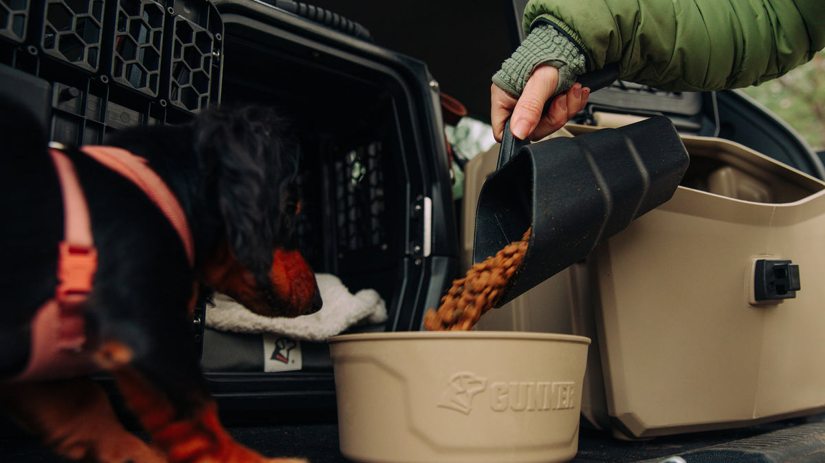 A person pours dry dog food from a black scoop into a beige bowl labeled GUNNER next to a small dog wearing a harness, near an open dog crate in the back of a vehicle.