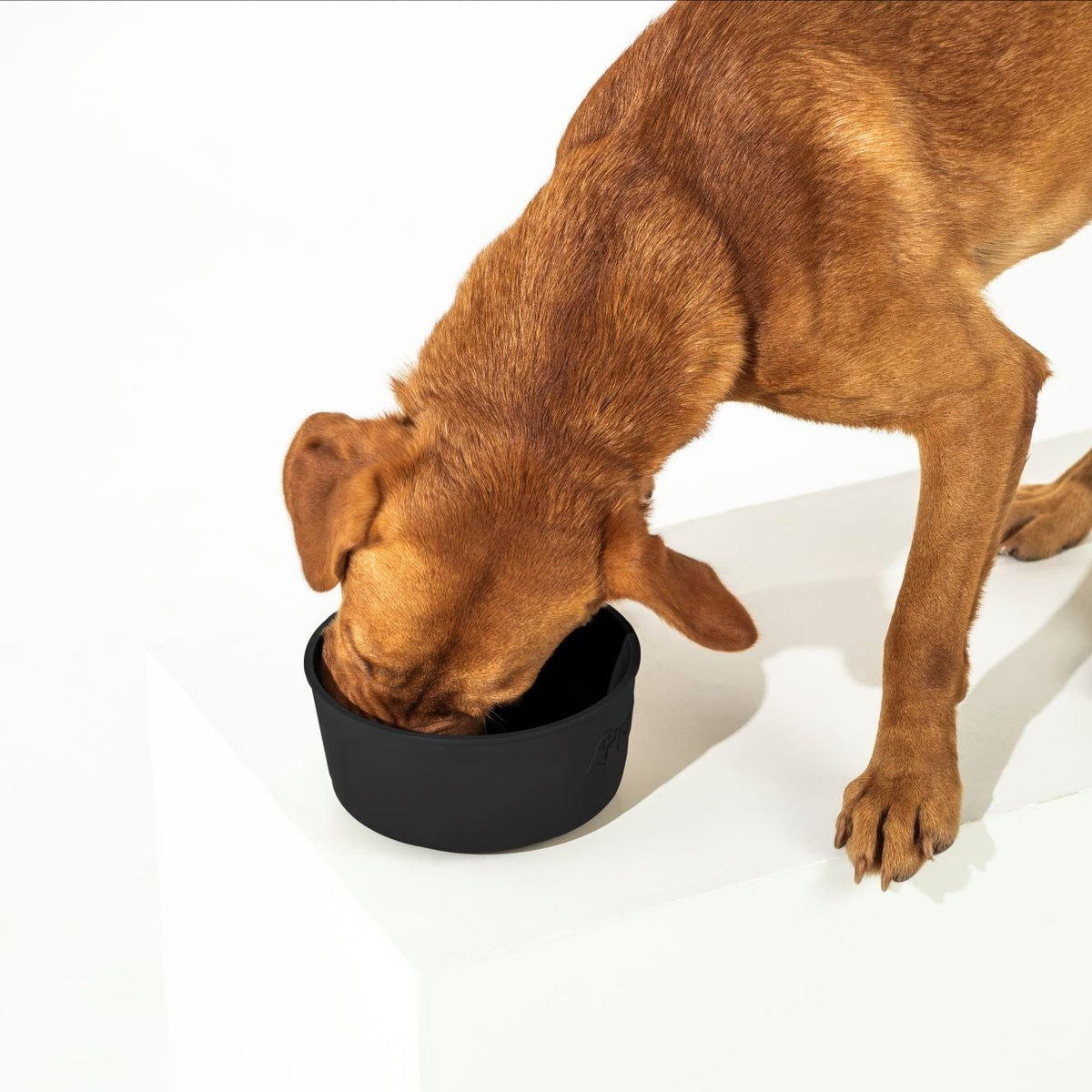 A brown dog stands on a white surface with its head lowered, eating or drinking from the GUNNER DOG BOWL - BLACK by GUNNER.