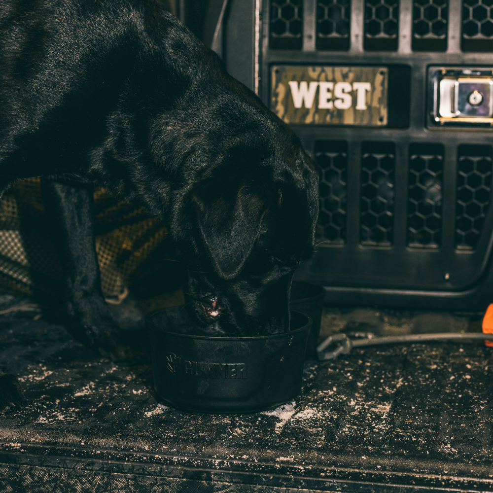 A black dog eats from the GUNNER DOG BOWL - BLACK by GUNNER, placed on a dusty floor in front of a cage labeled WEST.