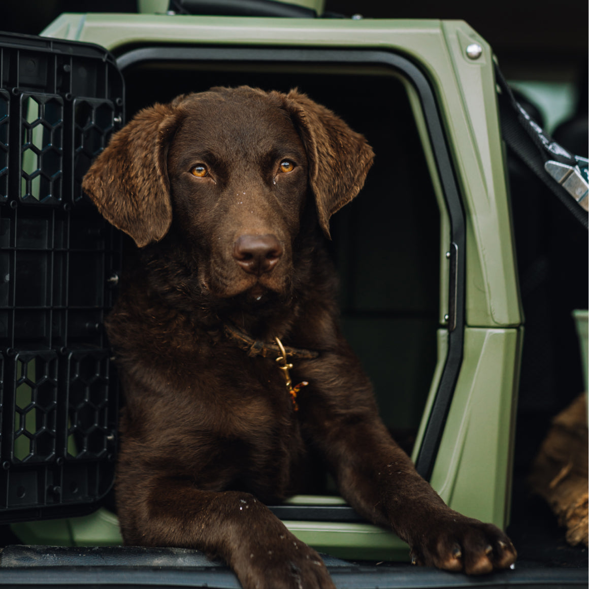 A chocolate brown dog with amber eyes rests its front paws outside a GUNNER G1™ KENNEL in Gunner Green, gazing at the camera. The kennel door is open, and the dog wears a brass-colored collar.