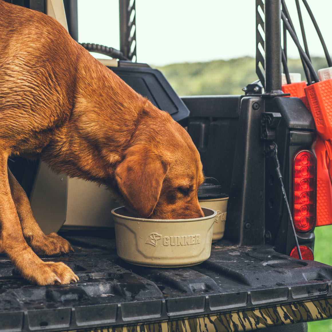 A wet brown dog stands on the back of a vehicle, drinking from the GUNNER DOG BOWL - TAN by GUNNER, with orange gear and green grass in the background.