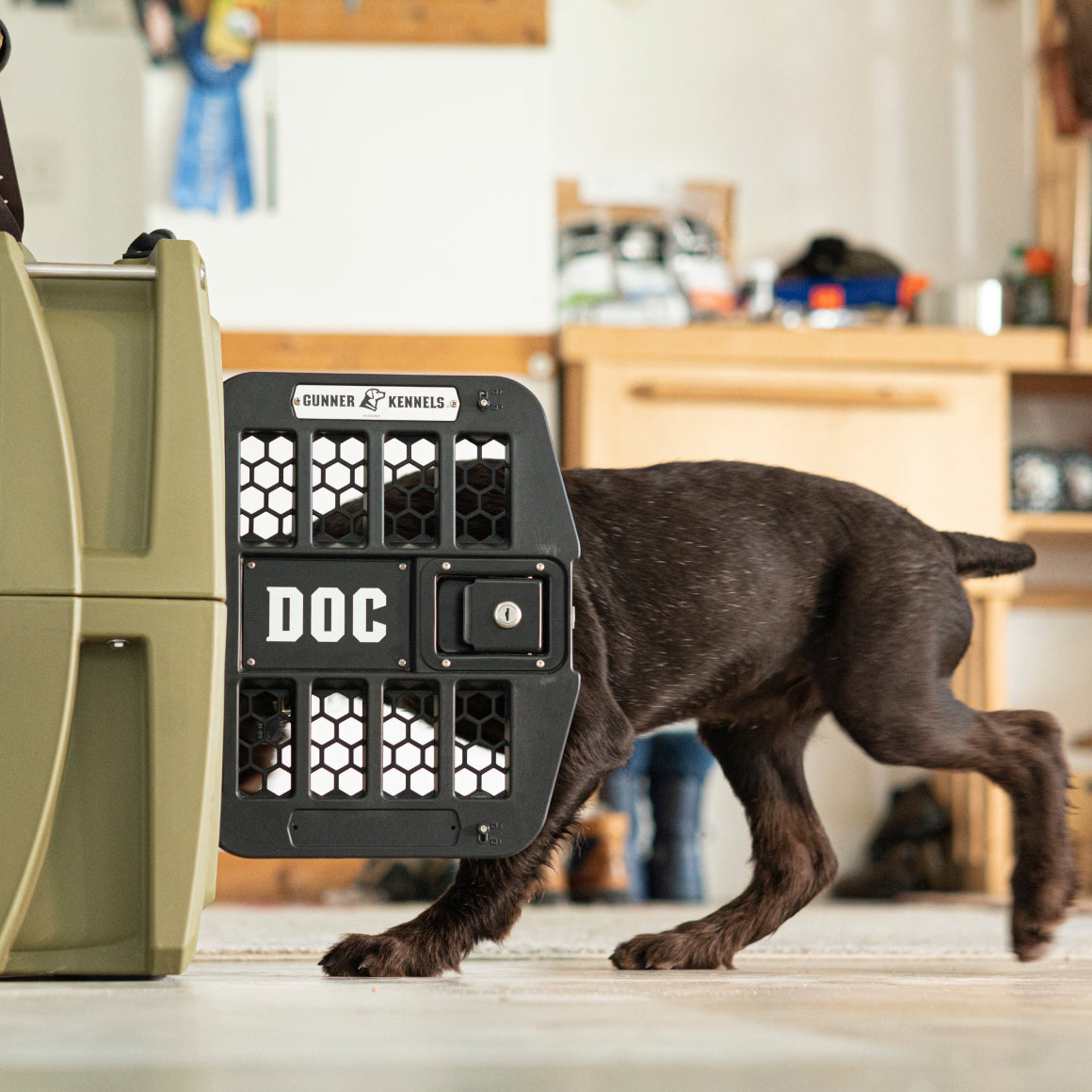 A dark brown working dog walks into a green dog kennel with a black door labeled DOC in a room with wooden shelves and various items in the background.