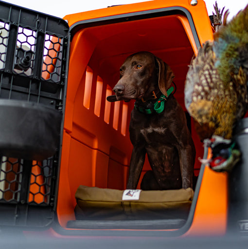 A brown dog sits inside a bright orange G1™ KENNEL - BLAZE ORANGE next to a harvested pheasant.