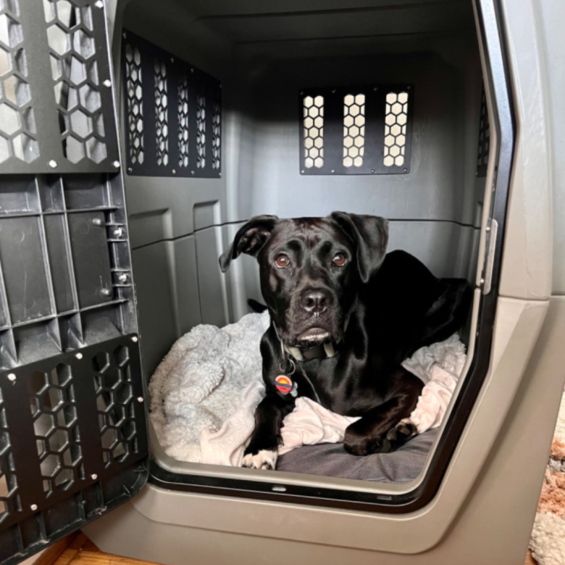 A black dog with a white chest patch lies on a blanket inside an open gray GUNNER kennel, looking at the camera, enjoying ultimate protection. The GUNNER CHEW KIT ensures lasting durability for your dogs safe space.