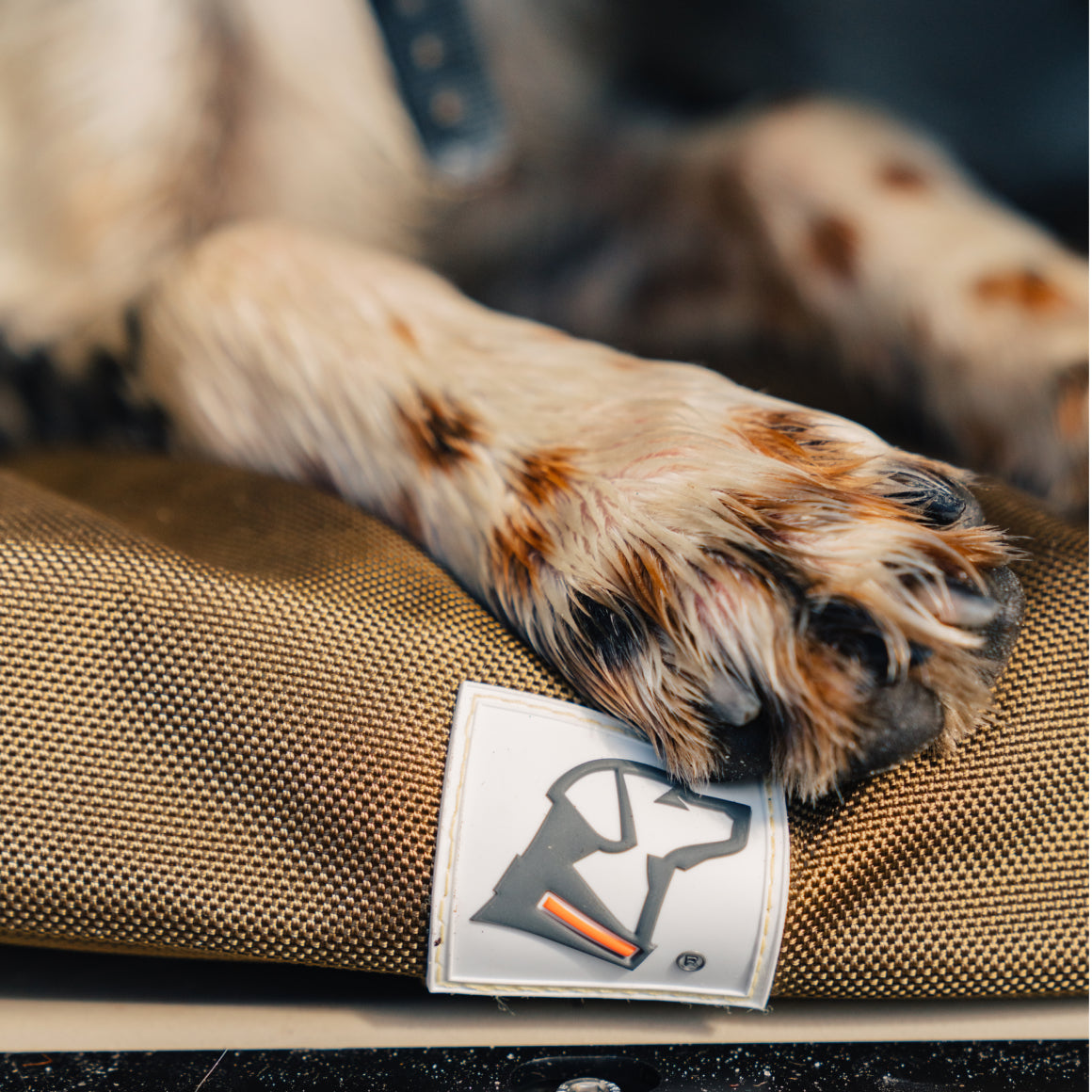 Close-up of a spotted dog’s paw on the GUNNER ORTHOPEDIC KENNEL BED, featuring a stitched label with a stylized dog logo.