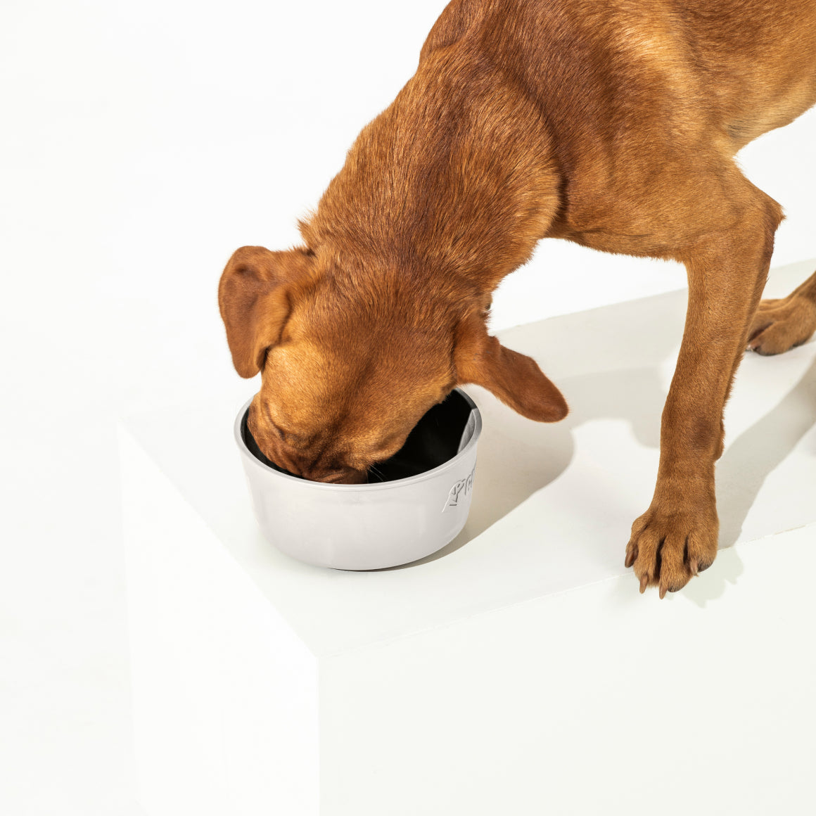 A brown dog stands on a white surface with its head deep in a gray GUNNER DOG BOWL - GUNNER YARD by GUNNER, appearing to eat or drink. Only part of the dogs body is visible.