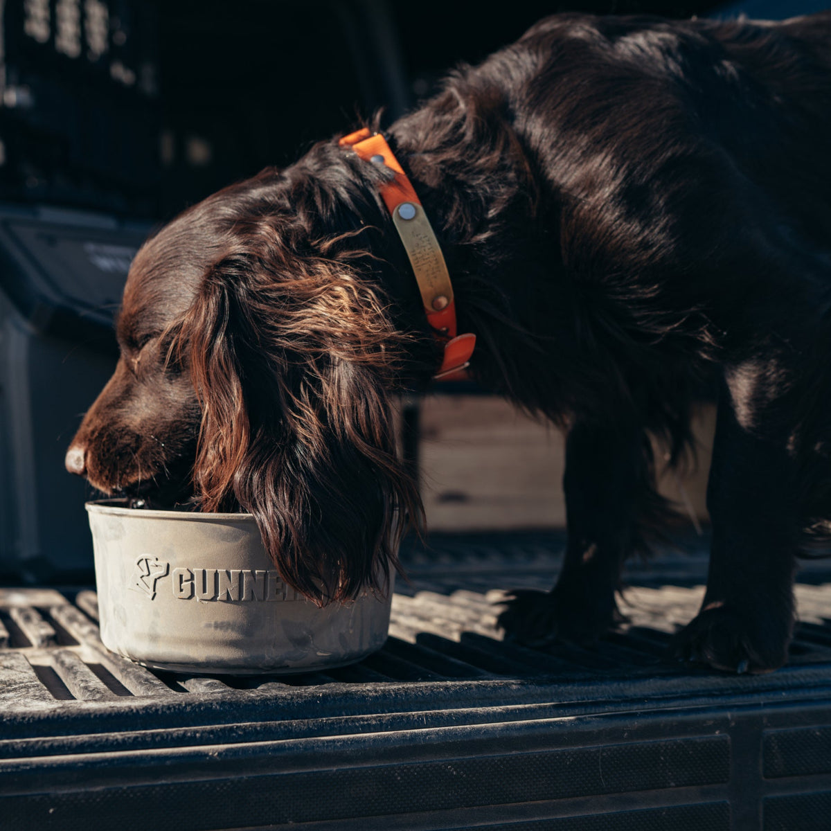 A dark brown dog with an orange collar drinks from the GUNNER DOG BOWL - GUNMETAL by GUNNER while standing on the back of a vehicle.