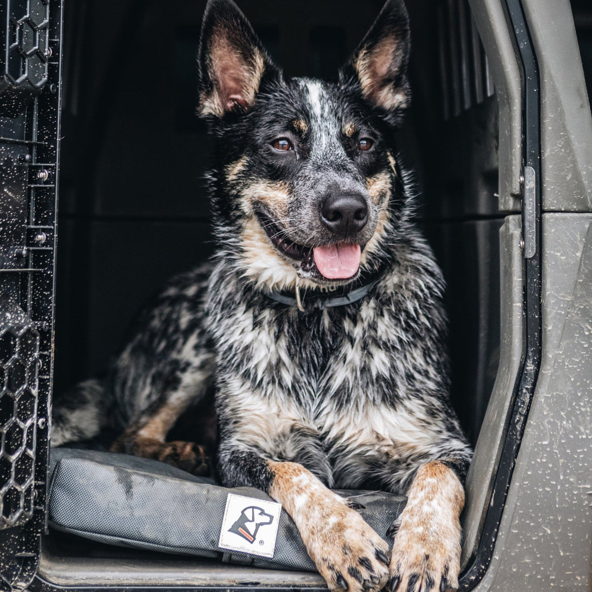 A black and white speckled dog with pointed ears lies on a GUNNER ORTHOPEDIC KENNEL BED inside a vehicle kennel, looking out with its tongue out and front paws crossed.