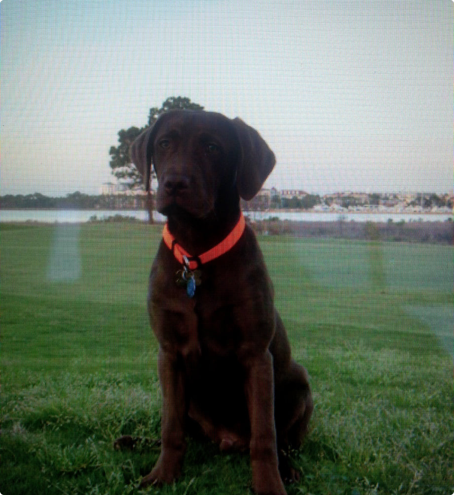 A chocolate labrador wearing a bright orange collar sits on green grass with a lake, trees, and houses in the background—showcasing top outdoor gear for your pup beyond the dog kennel under a clear sky.