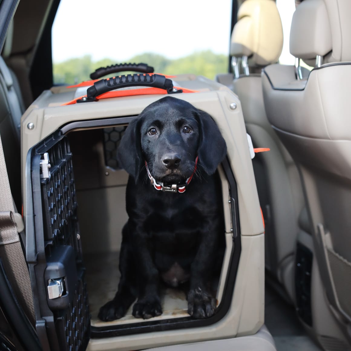 A black Labrador puppy with a red collar sits in the GUNNER G1™ KENNEL - MOSSY OAK BOTTOMLAND TAN on a car’s backseat, looking forward with curiosity—ready for safe adventures in this toughest dog crate, designed to help save lives.