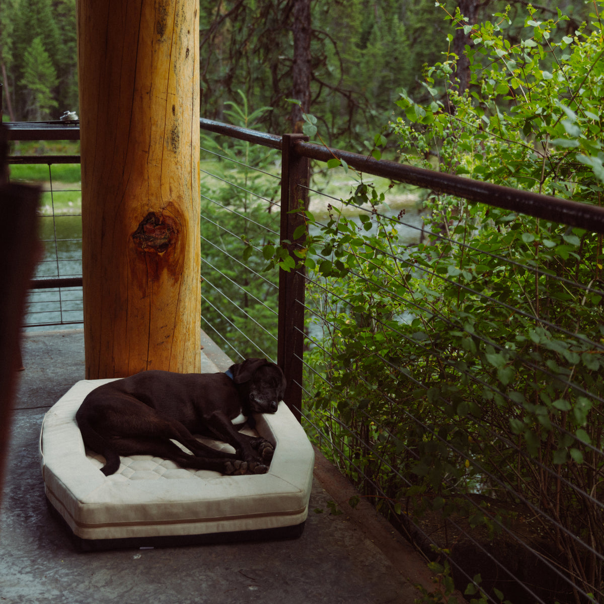 A black dog rests on a GUNNER HOMESTEAD DOG BED Oak, a durable and easy-to-clean white bed, placed on a rustic porch beside a wooden pillar and metal railing, with green trees and a river in the background.