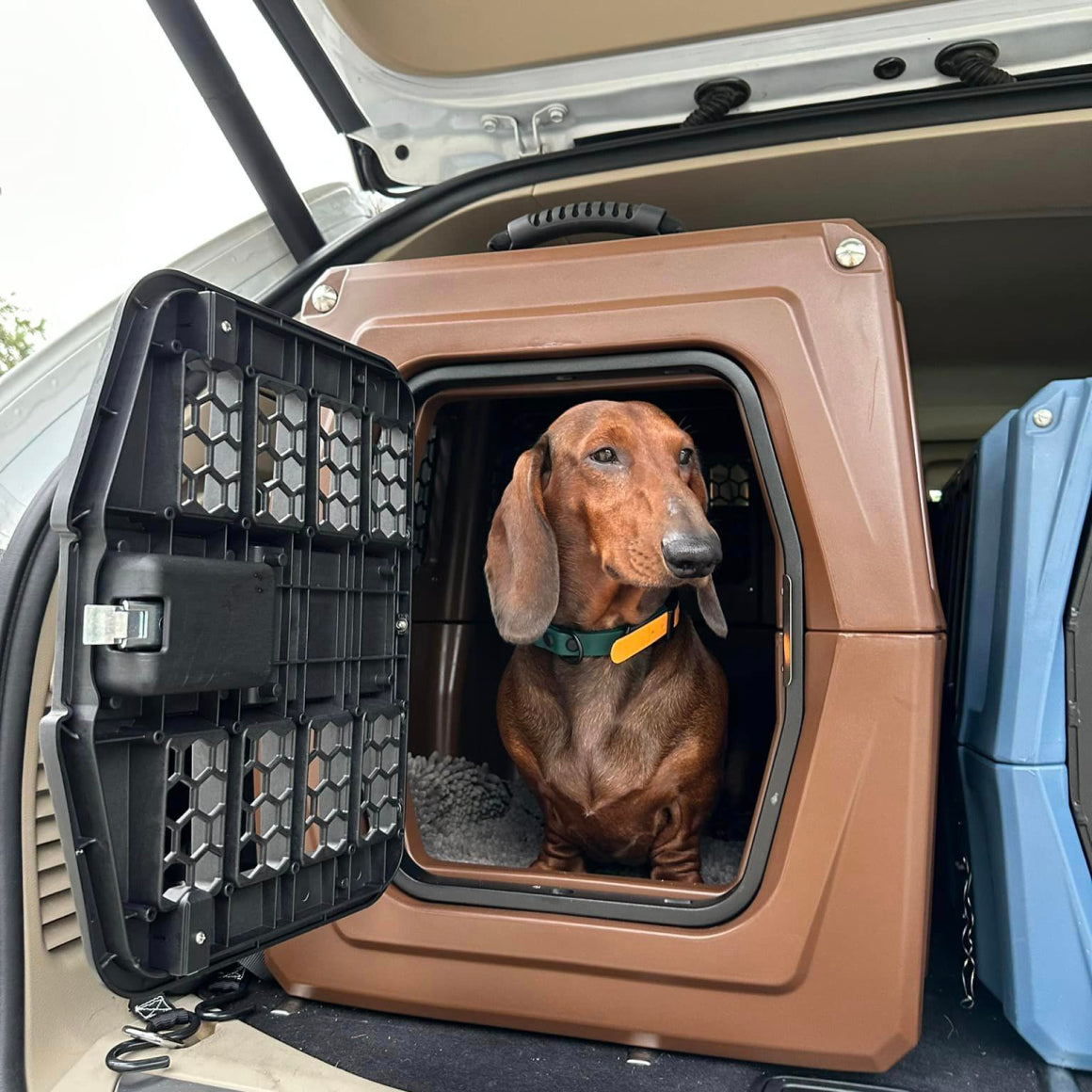 A brown dachshund in a green collar sits in an open GUNNER G1™ KENNEL - SUSQUEHANNA, placed in a vehicles back. The dogs head pokes out as it looks to the side, enjoying protection on the go.