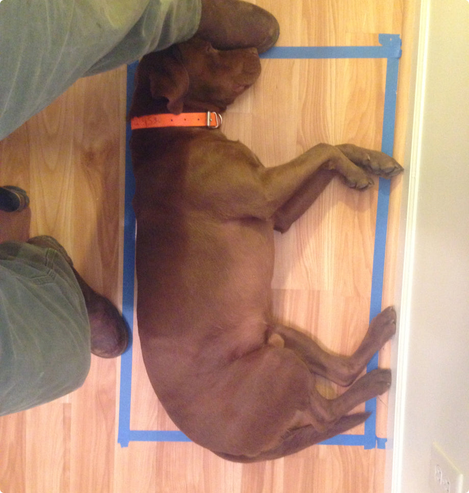A brown working dog with an orange collar is lying inside a blue tape square on a wooden floor. A person in green pants and brown outdoor gear boots sits nearby, with one boot touching the dogs head.