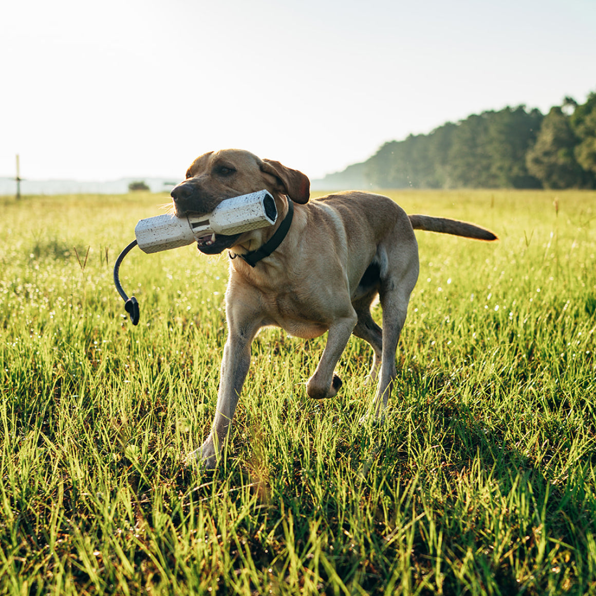 A yellow Labrador retriever runs through a grassy field on a sunny day, carrying the GUNNER BUMPER by GUNNER—one of the top dog training tools—in its mouth.
