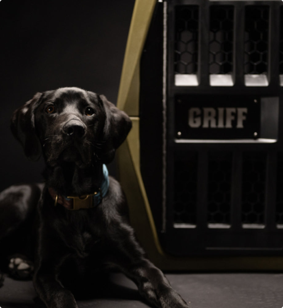 A black hunting dog with a blue collar lies beside a sturdy, black-and-yellow crate labeled GRIFF, showcasing rugged outdoor gear against a dark background.