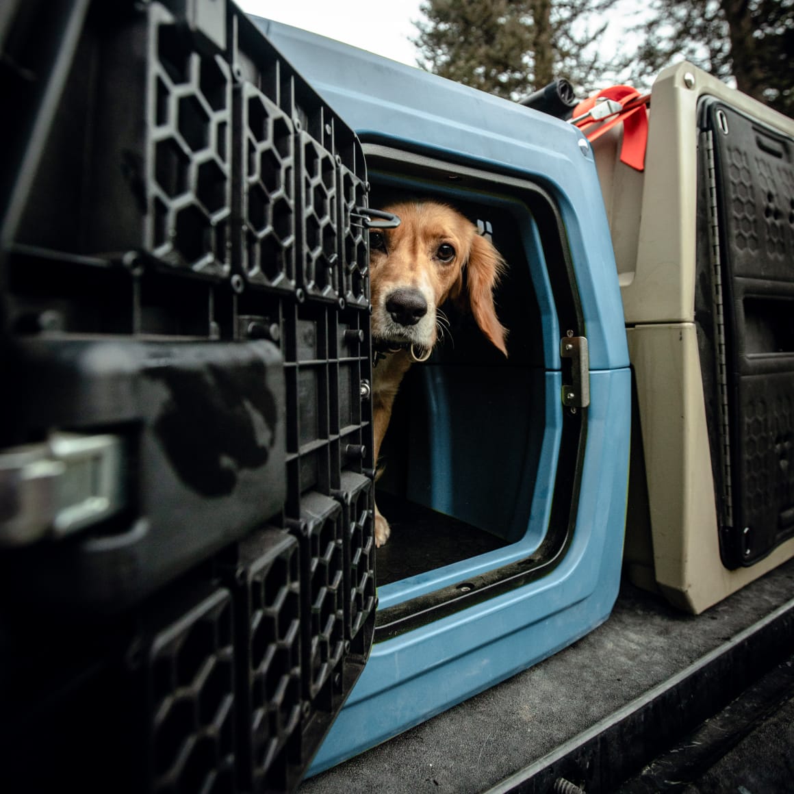 A curious brown dog with floppy ears peers from an open GUNNER G1™ KENNEL - Ducks Unlimited Blue, placed in a vehicle’s rear with trees and waterfowl habitats visible through the windows.
