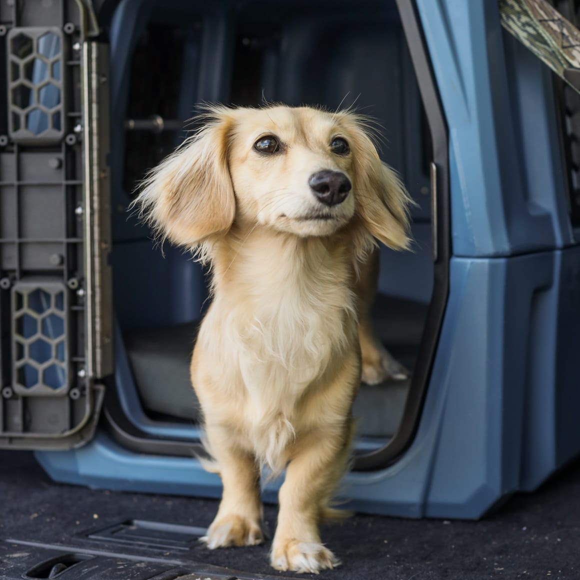 A small, light brown long-haired dachshund stands in the doorway of a blue GUNNER G1™ KENNEL - Ducks Unlimited Blue, looking up with a curious expression.