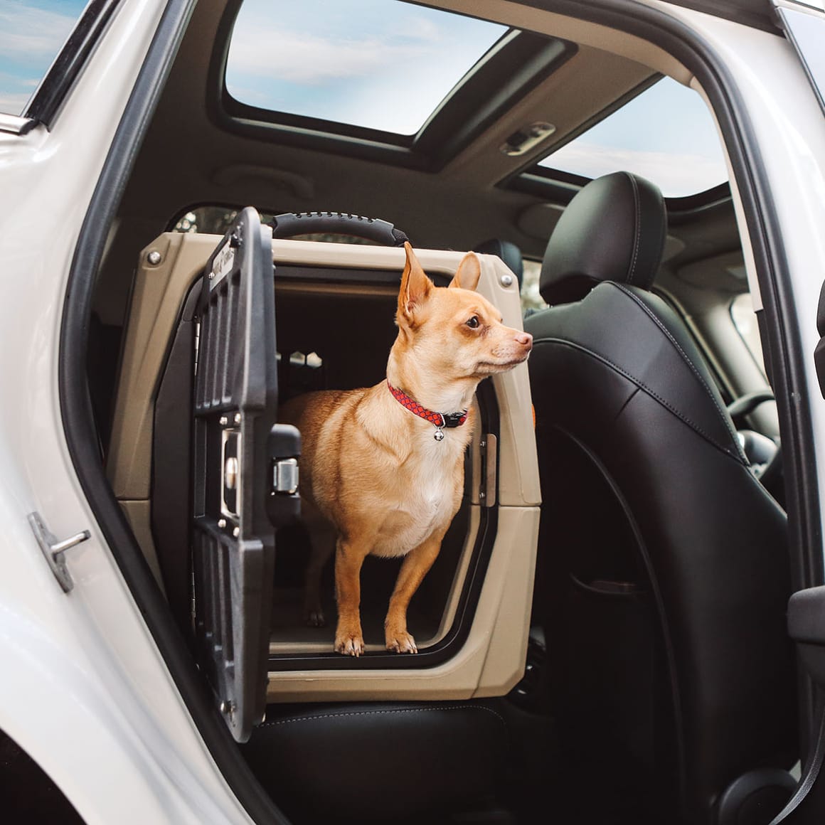 A small tan dog wearing a red collar stands inside the GUNNER G1™ KENNEL - TAN on a car’s black leather back seat with a sunroof, looking alertly out the open door. The double-walled design offers extra shock protection for safe travel.