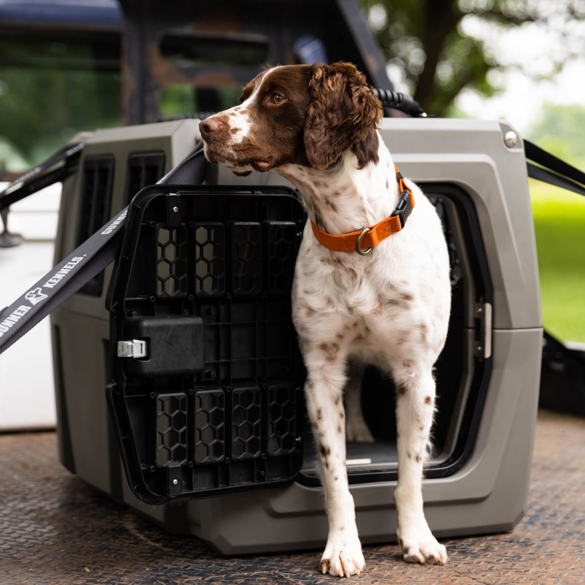 A brown and white dog wearing an orange collar stands with its front paws outside a GUNNER G1™ KENNEL in Gunmetal, looking to the side. The kennel is on the back of a vehicle, with trees visible in the background.